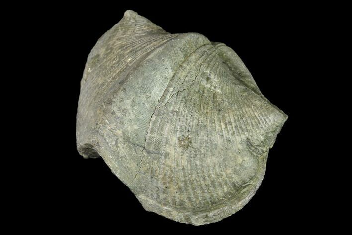 Pyrite Replaced Brachiopod (Paraspirifer) Fossil - Ohio #142150